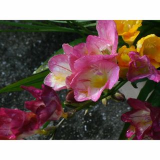 【球根】フリージア　色混合　20球(その他)