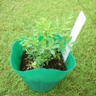 コヘンルーダ　苗　ハーブ　観葉植物　①(その他)