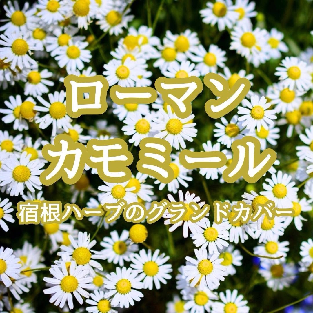 【ハーブの種】ローマンカモミール 花の種子300粒以上!宿根 グランドカバー ハンドメイドのフラワー/ガーデン(プランター)の商品写真