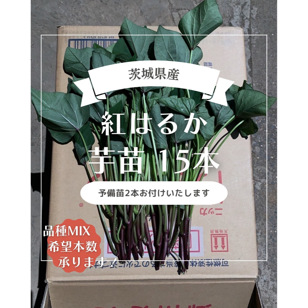 茨城県産 さつまいも苗 紅はるか 15本 予備苗2本です。 食品/飲料/酒の食品(野菜)の商品写真