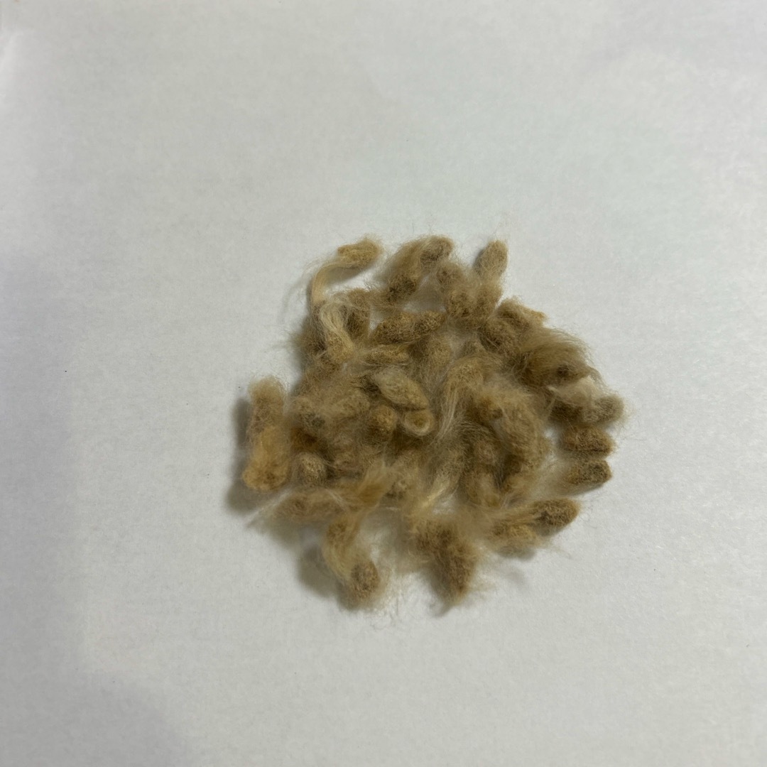茶ワタの種50粒 ハンドメイドのフラワー/ガーデン(その他)の商品写真