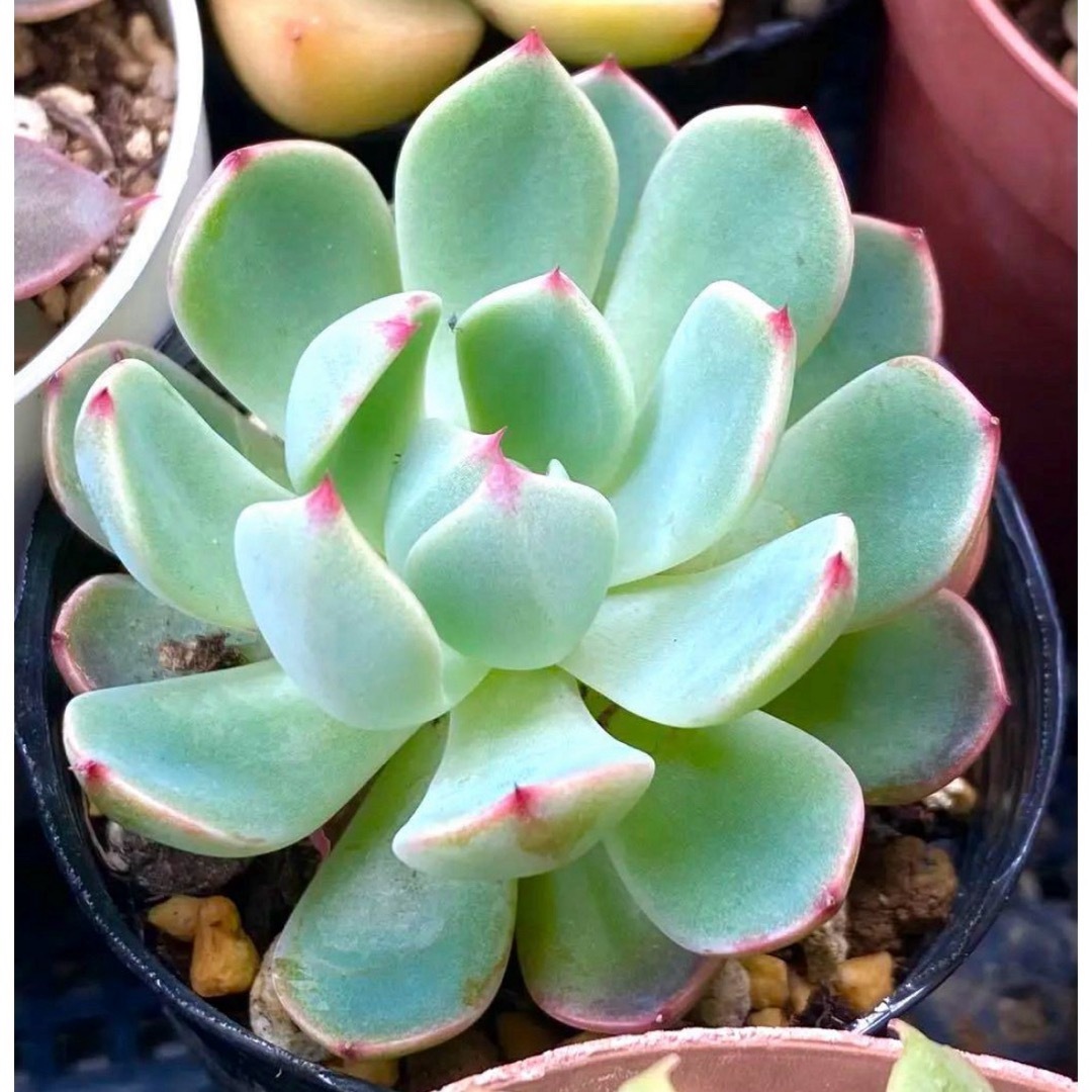 七福美尼♡抜き苗 多肉植物 ハンドメイドのフラワー/ガーデン(その他)の商品写真