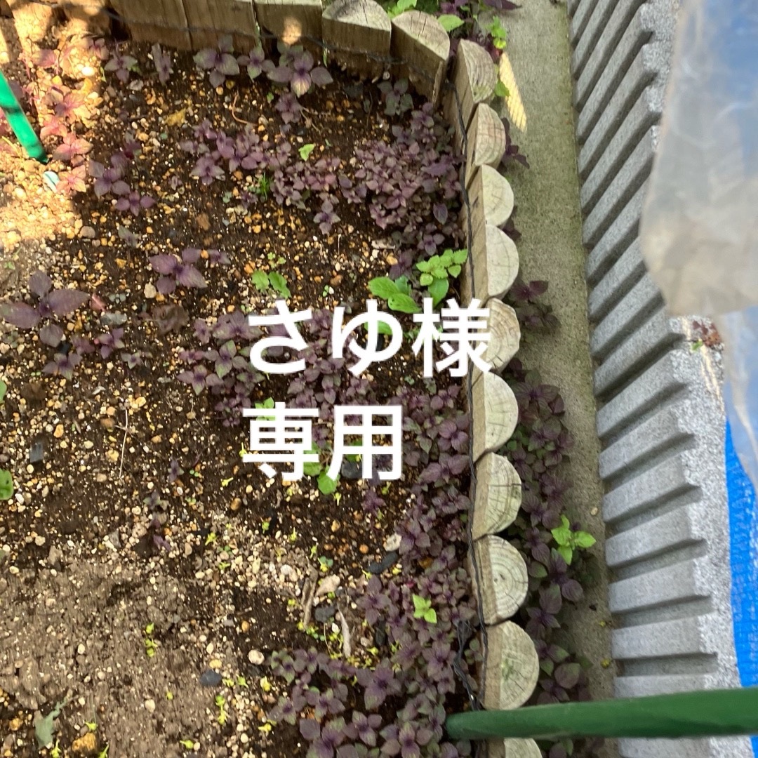 しそ 青紫蘇 大葉 赤紫蘇 野菜苗 苗 11 ハンドメイドのフラワー/ガーデン(その他)の商品写真