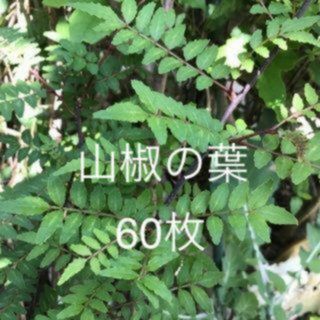 ◇無農薬栽培◇アゲハの幼虫 エサ 山椒の葉 60枚(虫類)