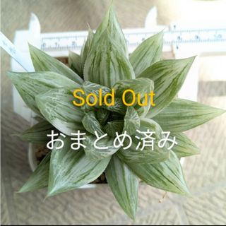 多肉植物🌱ハオルチア🌱仙女香💕セツリフェラ錦　抜き苗 (その他)