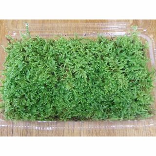 ハイゴケ　はい苔 　Lサイズ（22cm×14cm×4.5cm)(その他)