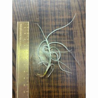 マレモンティ　芳香種　エアープランツ　チランジア(その他)