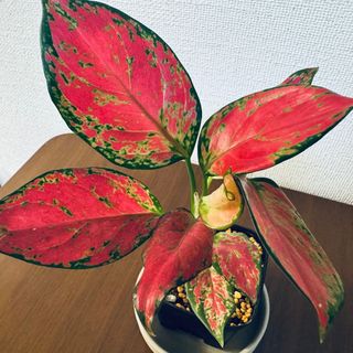 希少　人気　観葉植物　アグラオネマ　サンシャイン　鉢あり(その他)