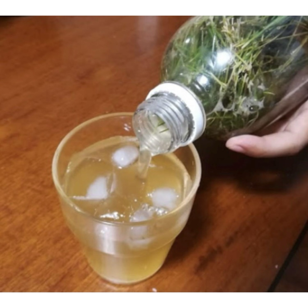 無農薬　赤松の葉　野菜　岡山県産　即日発送　即購入可能新芽のみ 食品/飲料/酒の食品(野菜)の商品写真
