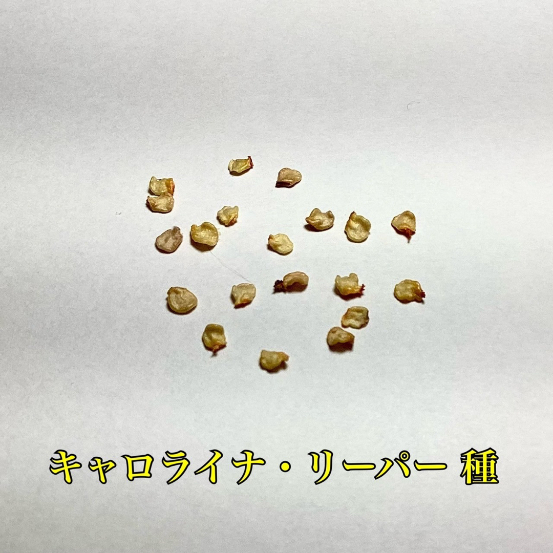 岡山県産　農薬不使用　キャロナイナリーパーの種30粒 食品/飲料/酒の食品(野菜)の商品写真