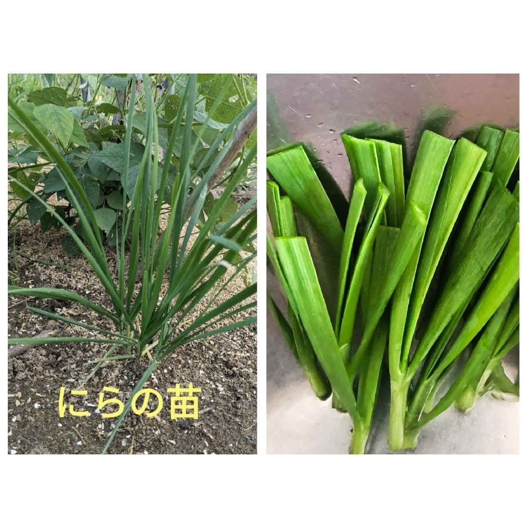 にら苗 6芽 ニラの苗 ハンドメイドのフラワー/ガーデン(プランター)の商品写真