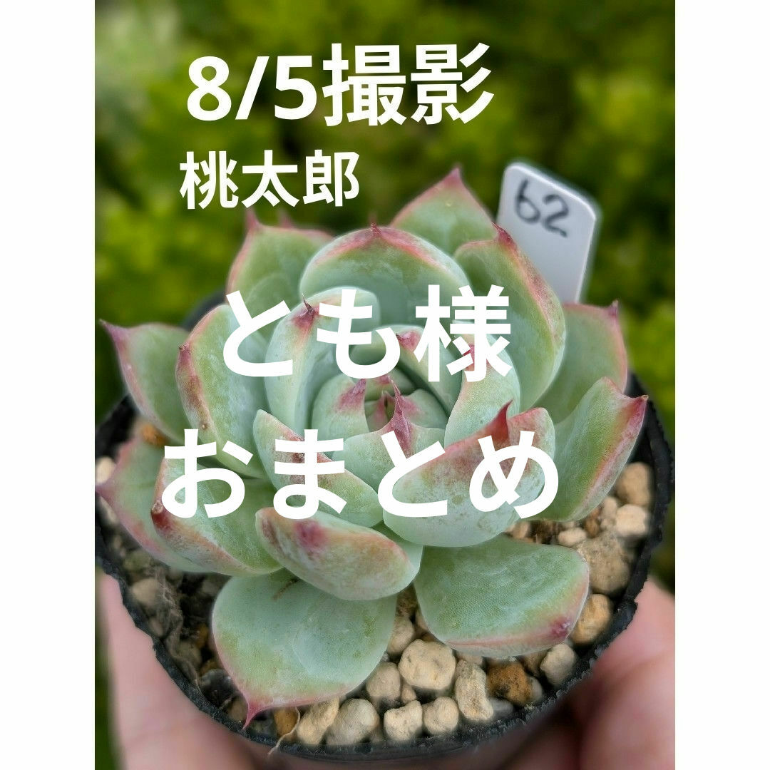 ♥♥　根あり　抜き苗　多肉植物 ハンドメイドのフラワー/ガーデン(プランター)の商品写真