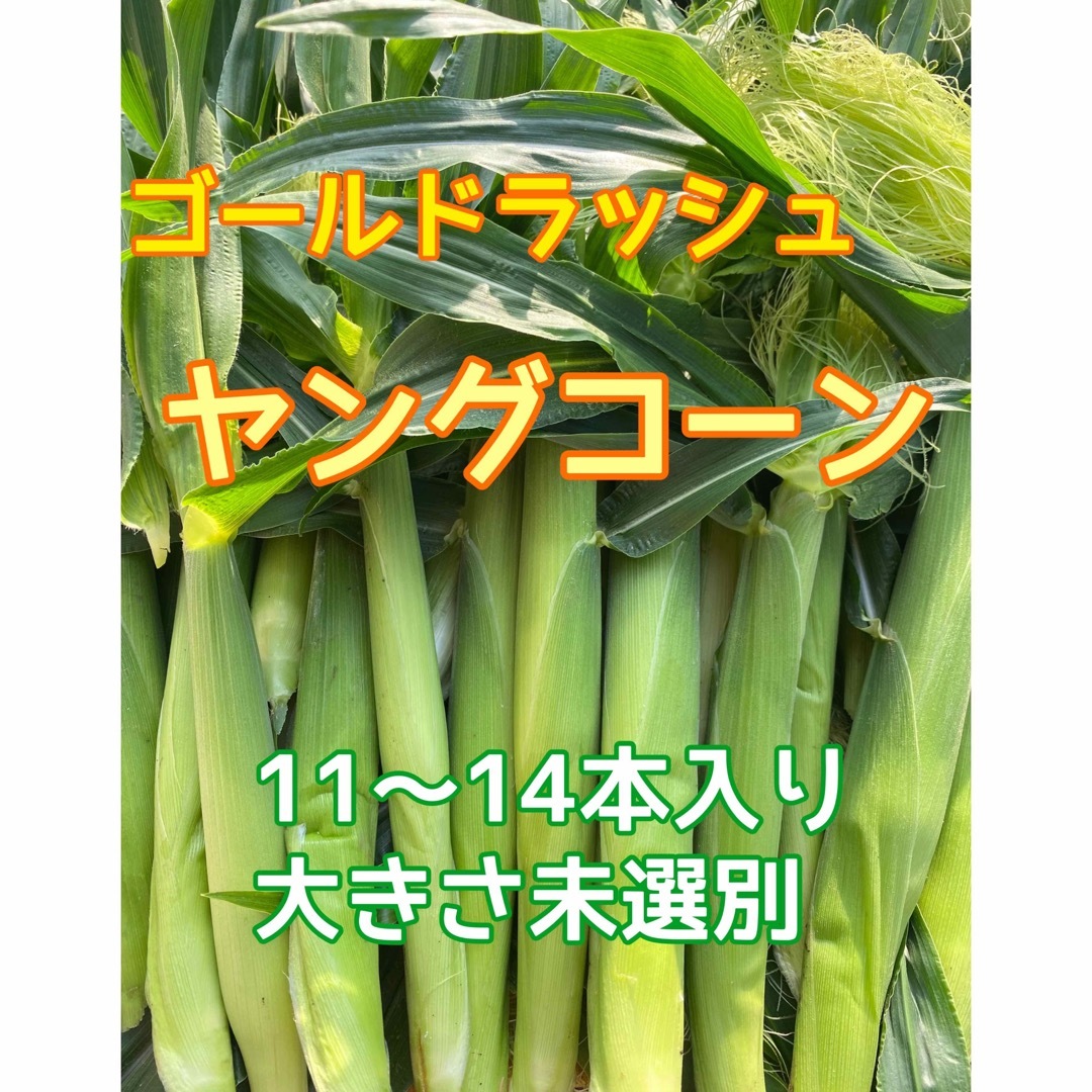 収穫日即日発送 朝採り新鮮ヤングコーン 11〜14本 期間限定 ベビーコーン 食品/飲料/酒の食品(野菜)の商品写真