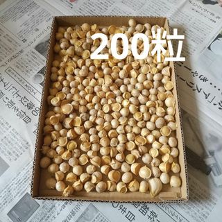 ジャンボニンニク   (むかご)   (200粒)(野菜)
