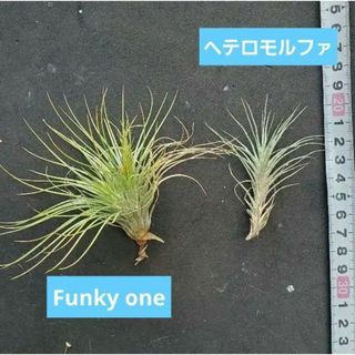 ふさふさ系　育てやすい　チランジア　2種類セット(その他)