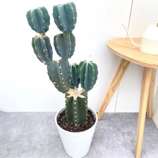 柱サボテン　ブランチ　37【現品】観葉植物　室内　ドライガーデン　8号(その他)