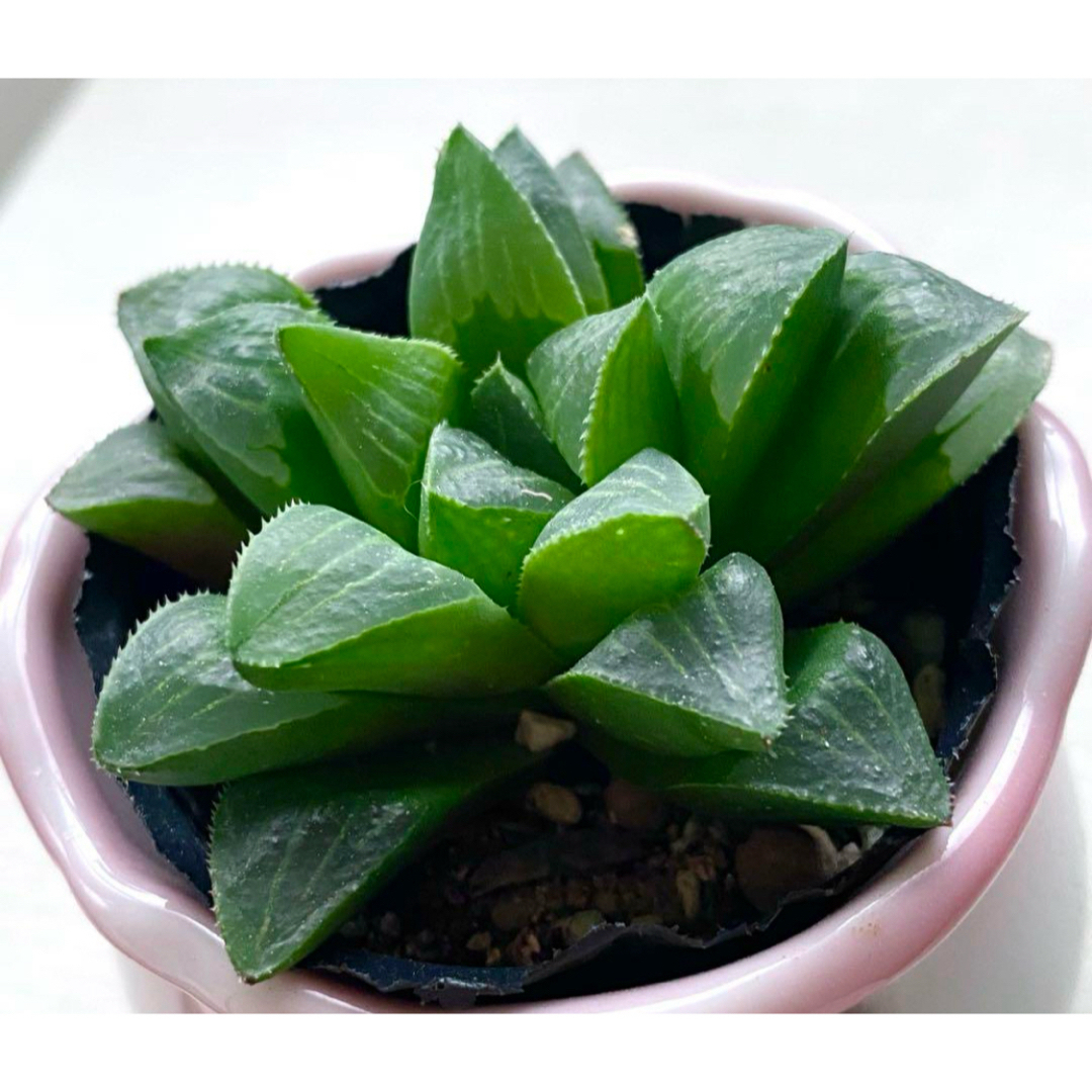 寿宝殿♡抜き苗 多肉植物 ハンドメイドのフラワー/ガーデン(その他)の商品写真