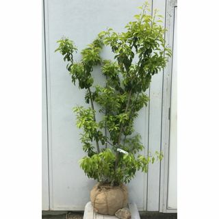 《現品》ソヨゴ　株立ち(雌株・メス株)　樹高1.4ｍ（根鉢含まず）504【苗木】(その他)