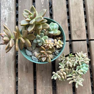 多肉植物　名無しセット　水蜜桃おまけ付き(その他)