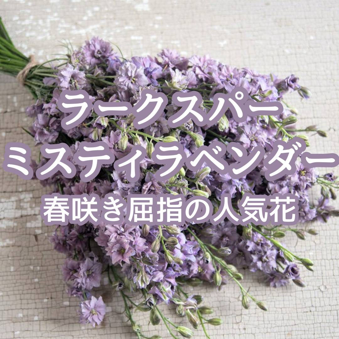 【お花の種】ラークスパー☆ミスティラベンダー 種子 約30粒!切花ドライフラワー ハンドメイドのフラワー/ガーデン(プランター)の商品写真