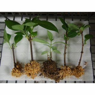 アジサイ苗　四季咲アジサイ　５株(その他)