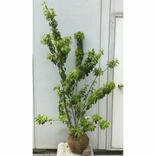 《現品》ソヨゴ　株立ち(雌株・メス株)　樹高1.5ｍ（根鉢含まず）505【苗木】(その他)