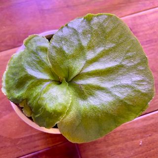 《板付可能サイズ》P.ridleyi wild_リドレイ ワイルド◆ビカクシダ(その他)