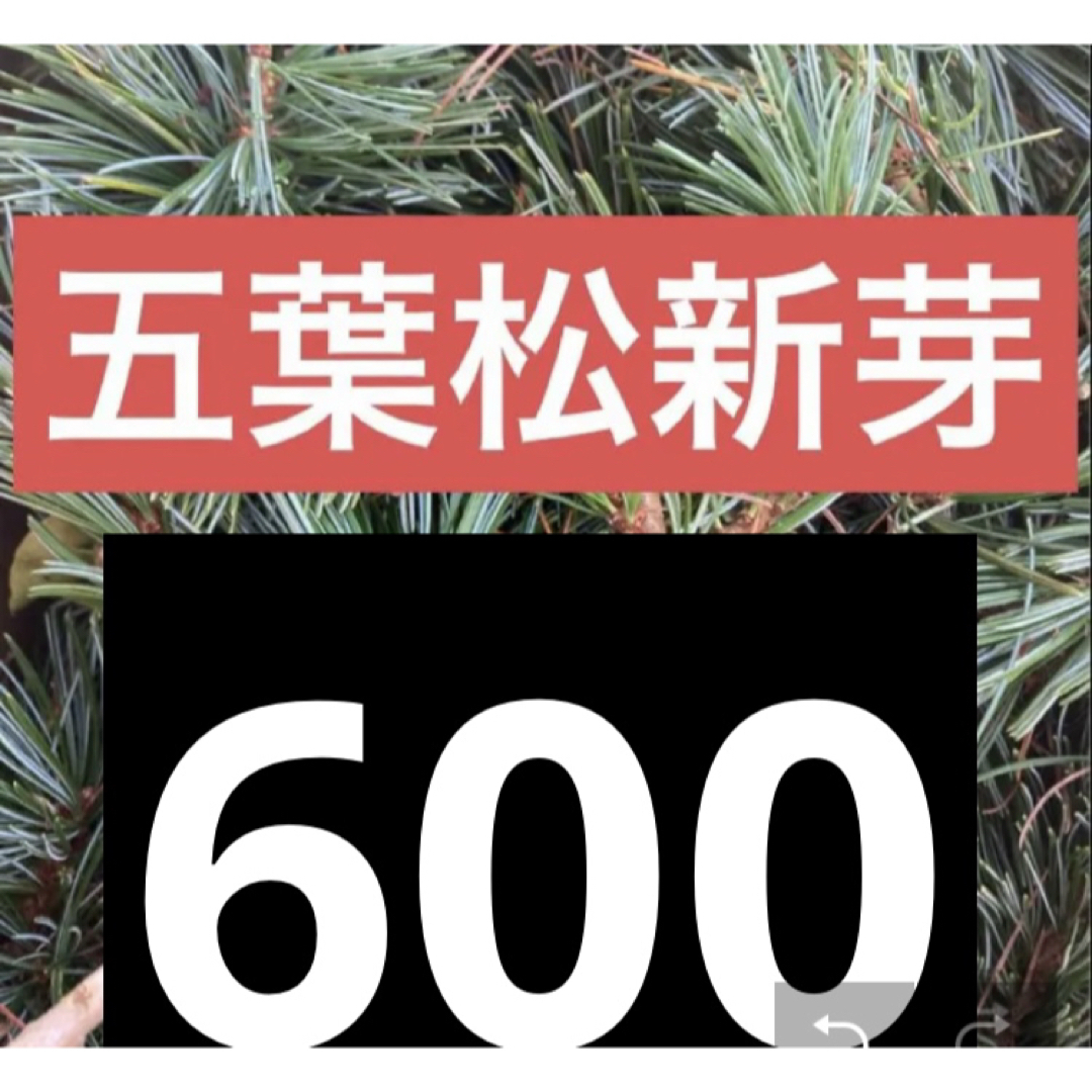 五葉松　600g 新芽のみ　岡山県産朝取れ 食品/飲料/酒の食品(野菜)の商品写真