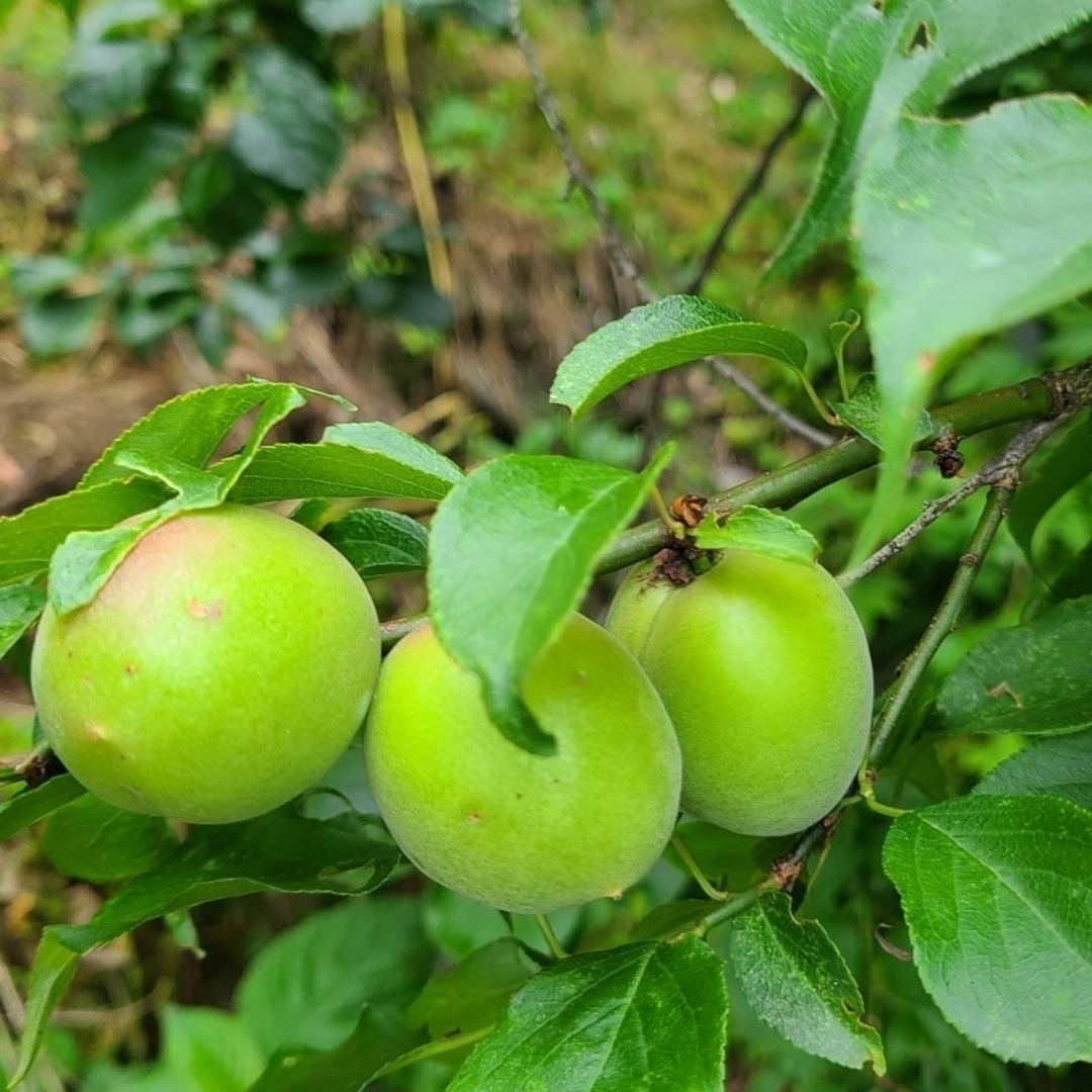 【朝採り】南高梅　5キロ