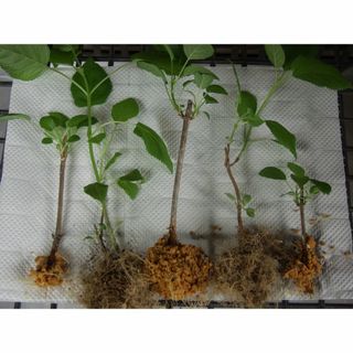 アジサイ苗　アナベル　５株(その他)