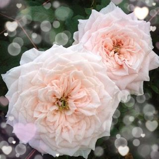 【バラ挿木苗】 和ばら 生成り色 淡ピンク ダリア咲き 切り花品種 バラ 苗 ①(その他)