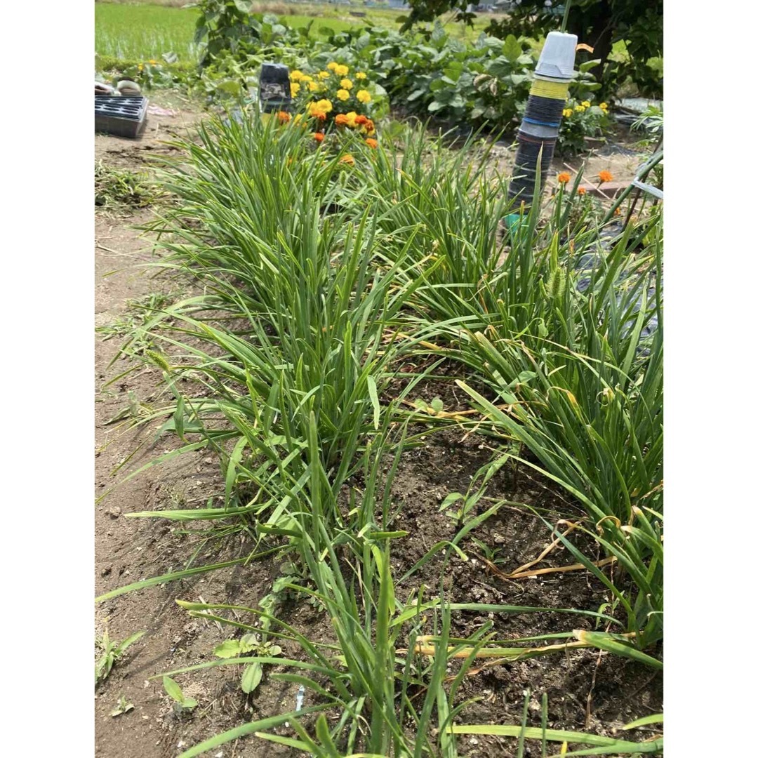 農薬不使用　野菜苗　自然　ニラの根苗40本 食品/飲料/酒の食品(野菜)の商品写真