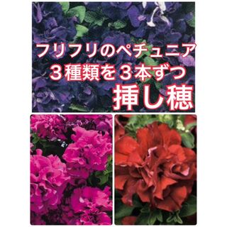フリフリが可愛い︎ペチュニア　3種を3本ずつ　全部で9本の挿し穂です おまけ付き(その他)