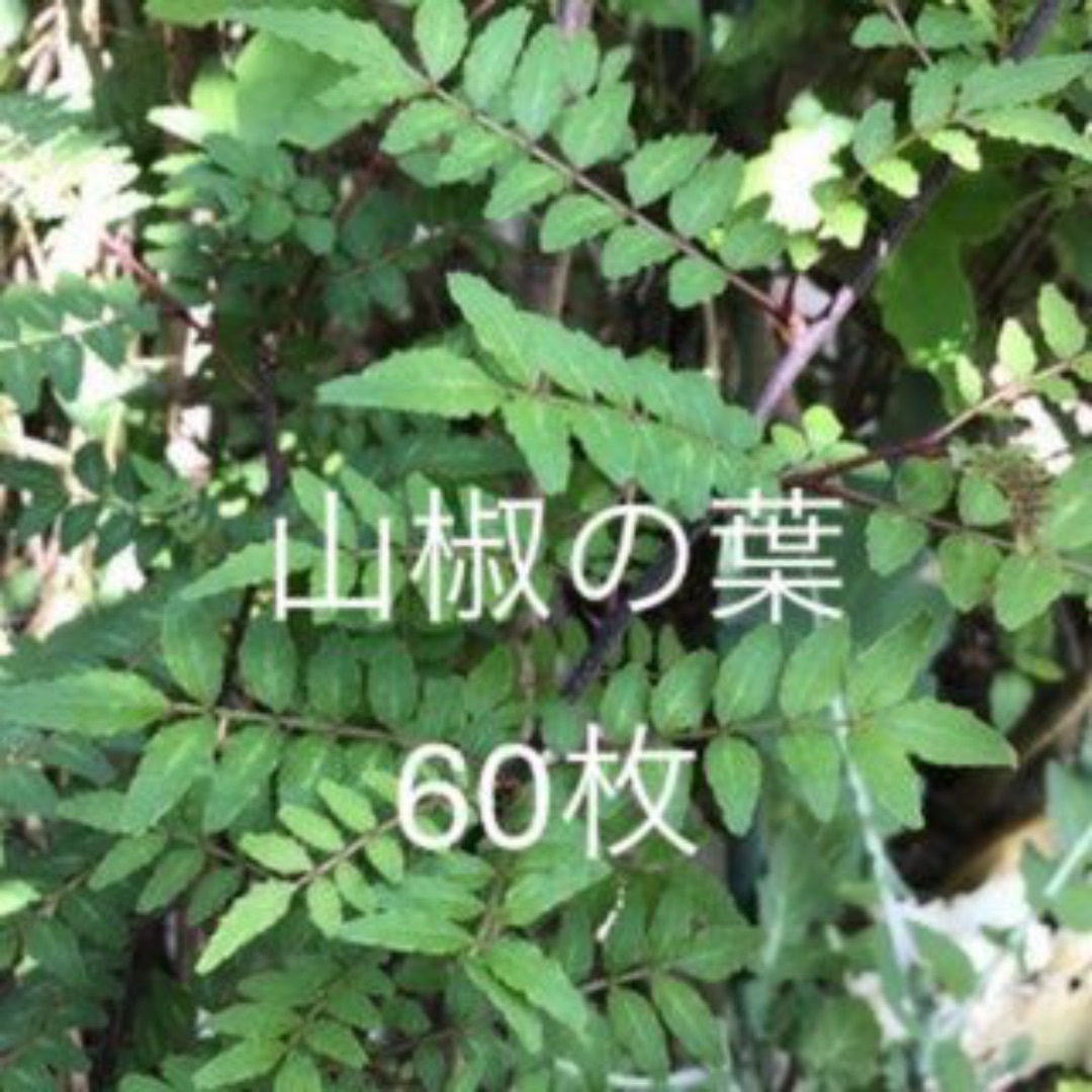 ◇無農薬栽培◇アゲハの幼虫 エサ 山椒の葉 60枚 その他のペット用品(虫類)の商品写真
