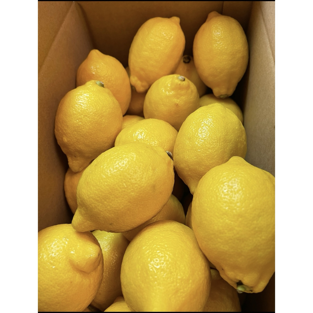 国産レモン 食品/飲料/酒の食品(フルーツ)の商品写真