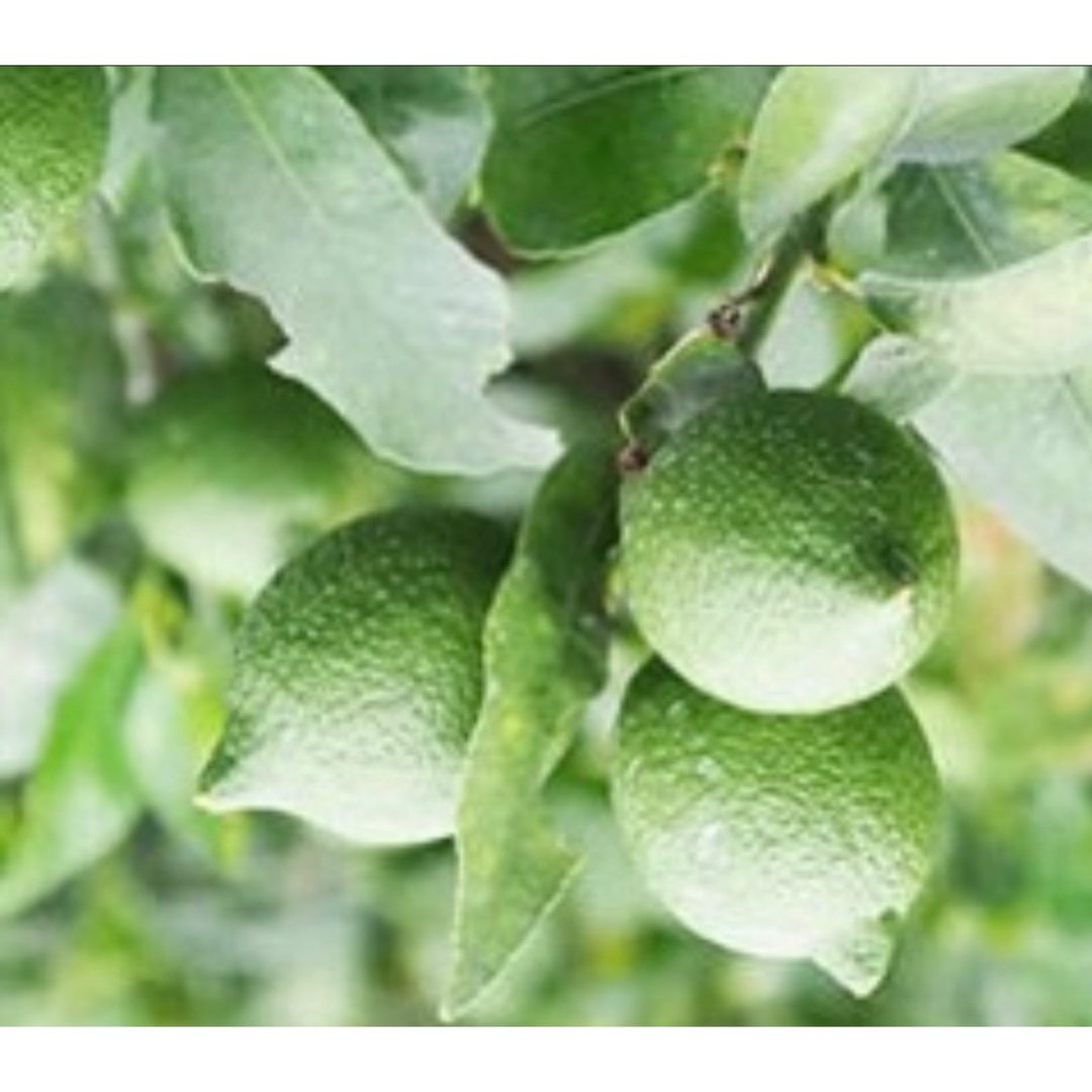 国産レモン 食品/飲料/酒の食品(フルーツ)の商品写真