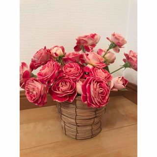 レア  入手難しい  切り花品種  薔薇苗 (複色) (その他)