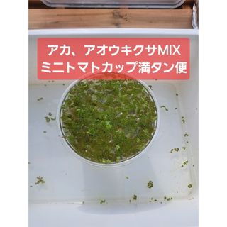 【匿名配送】アカウキクサ、アオウキクサMIX、ミニトマトカップ満タン便(アクアリウム)