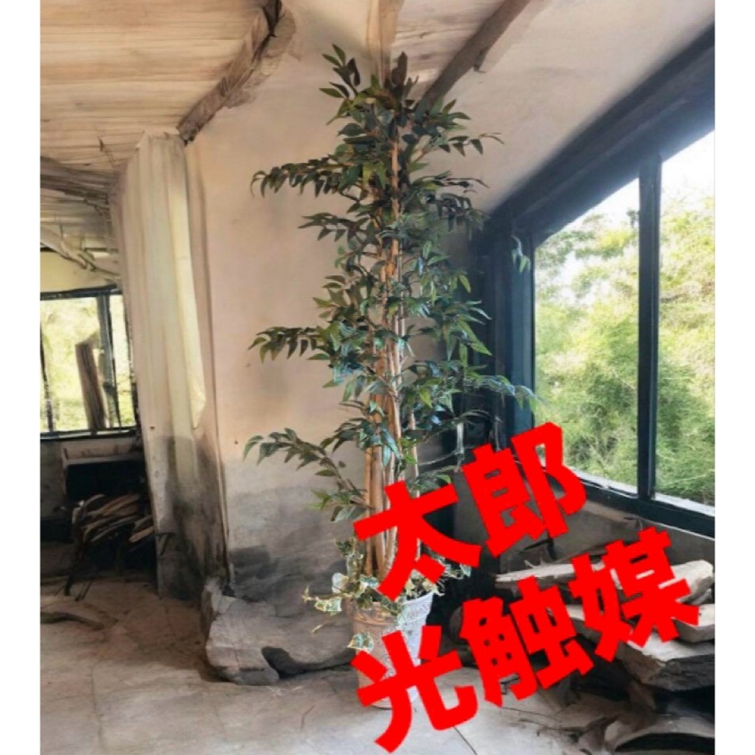 光触媒 人工観葉植物 フェイクグリーン イタリアンベンジャミン17575 光触媒 人工観葉植物 フェイクグリーン イタリアンベンジャミン175