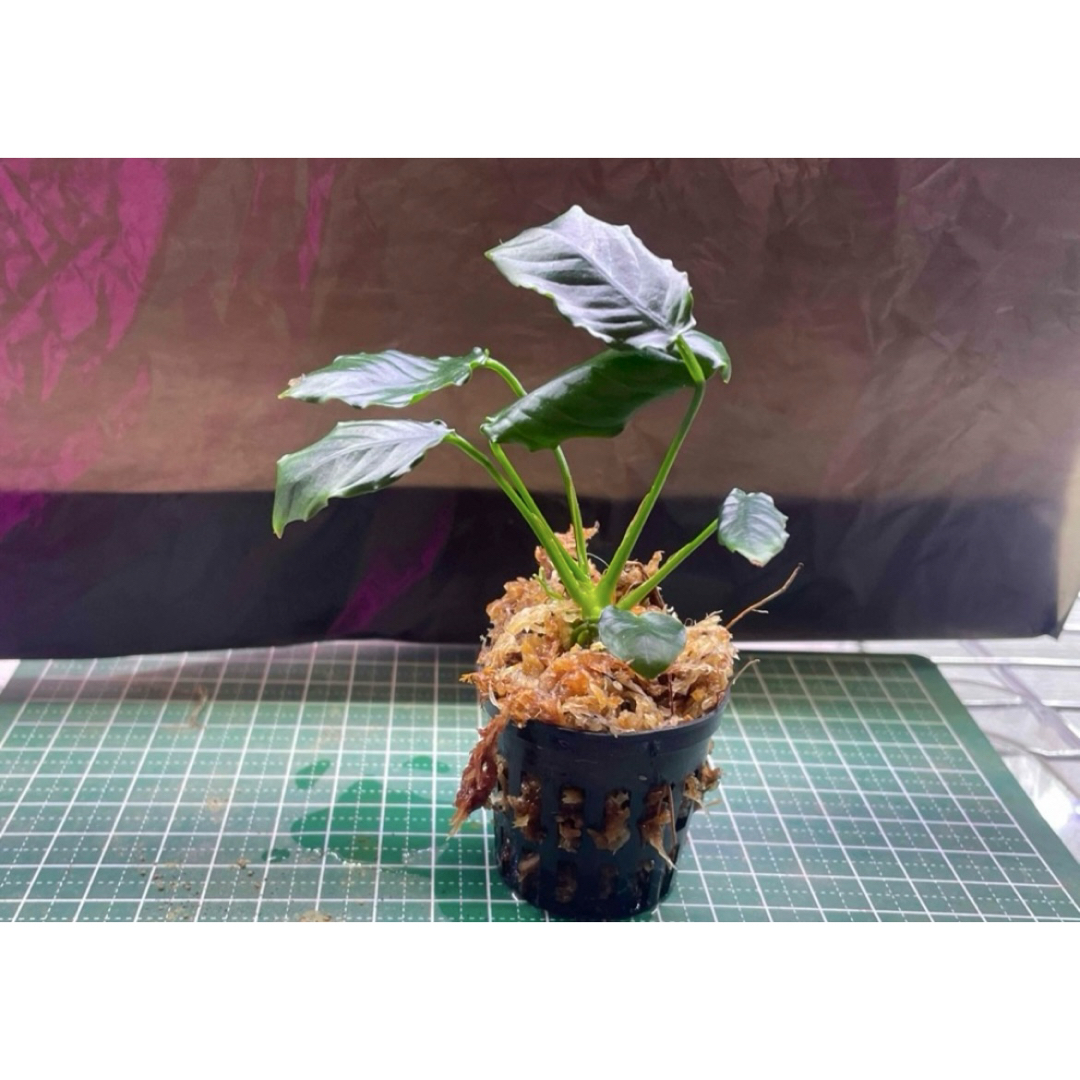 水草アヌビアス キングコング1ポット分 その他のペット用品(アクアリウム)の商品写真