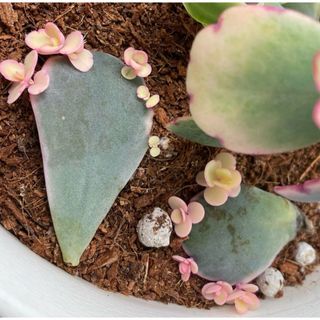 マザーリーフ♡多肉植物(その他)