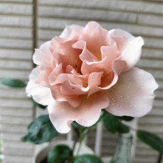 ばあば様専用：バラ苗(その他)