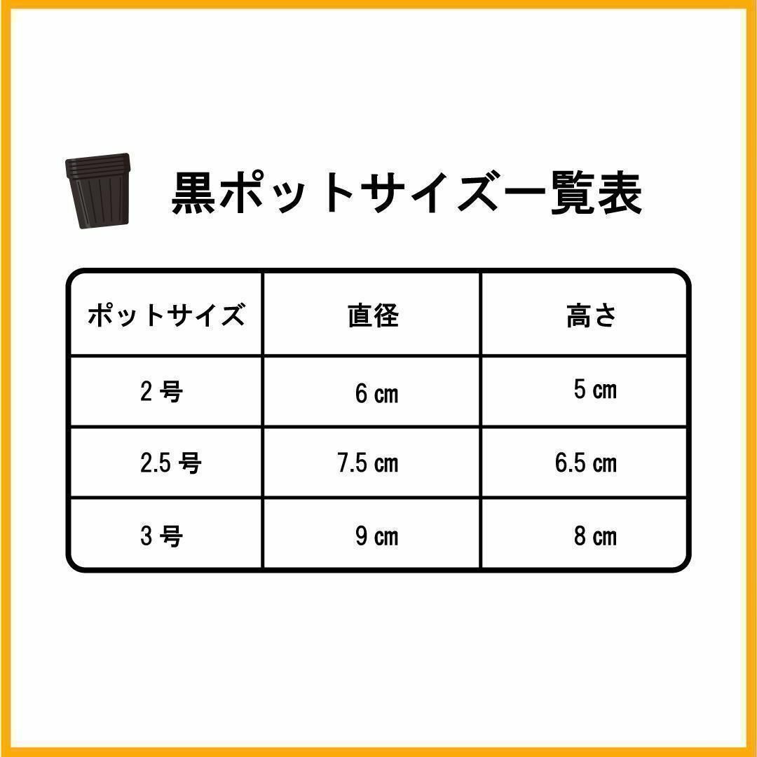 【月・火曜発送】　フィカス・プミラ（サニーホワイト）ポット・鉢なし 抜き苗 その他のその他(その他)の商品写真