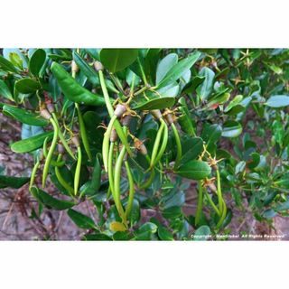 マングローブ　メヒルギ　抜き苗　花卉園芸　熱帯植物(その他)