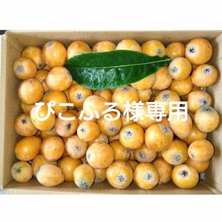【ぴこふる様専用】冷蔵便　高知産びわ 5kg 【加工用、生食可】栽培期間中無農薬(フルーツ)