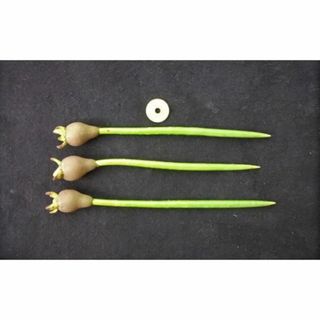 マングローブ　ヤエヤマヒルギ　種子　3本　アクアリウム 等　観葉/植物(その他)