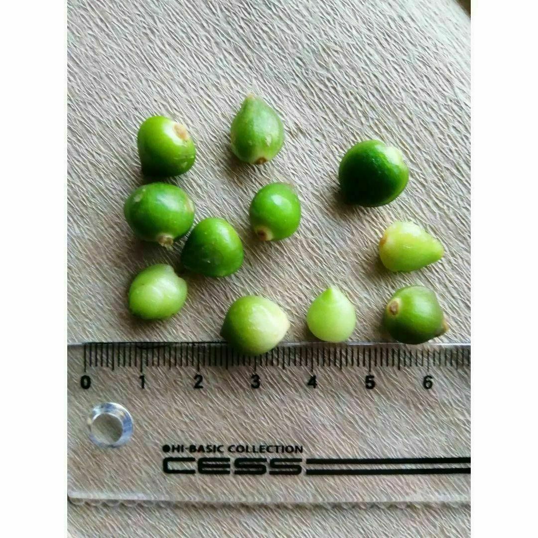 増量中！【赤ちゃん球根】アルブカブラクテアータ 4粒 珍し多肉系観葉植物 ハンドメイドのフラワー/ガーデン(その他)の商品写真