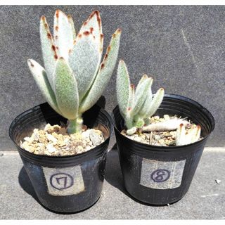 【価格そのまま】月兎耳⑦⑧セット　抜き苗　合計3本　多肉植物　うさぎ(その他)