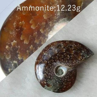 12.23g　アンモナイト　マダガスカル産　化石(その他)