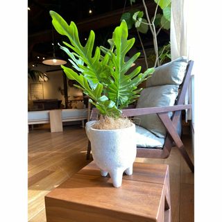 観葉植物　クッカバラ　フェイクグリーン　【新品】(その他)